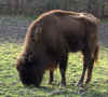 Bison.jpg (128522 Byte)