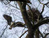 Graureiher am Nest.jpg (104092 Byte)