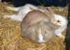 Februar 2007 (37).jpg (164668 Byte)