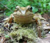 Grasfrosch2.jpg (117380 Byte)