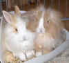 Kanin2.jpg (15533 Byte)