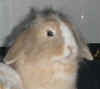 Lola2.jpg (29761 Byte)