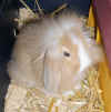 Lola.jpg (108482 Byte)