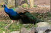 Pfau2.jpg (120138 Byte)