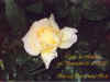 Rose.jpg (135098 Byte)