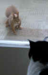 Hallo Katze.jpg (51213 Byte)