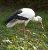 Storch.jpg (131007 Byte)