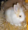 Susi1.jpg (111294 Byte)