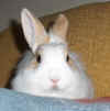 Susi2.jpg (85469 Byte)