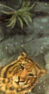 Tiger.jpg (14449 Byte)