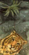 Tiger.jpg (14449 Byte)