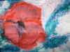 Tuchmohn1.jpg (20933 Byte)