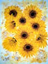 Sonnenblumen (19907 Byte)